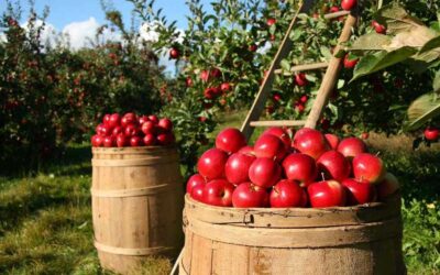 Week-end nature dans les Boucles de la Seine Normande